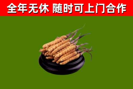 龙门县烟酒回收冬虫夏草.jpg