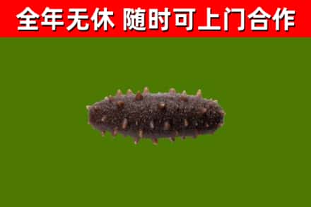 龙门县烟酒回收干海参.jpg
